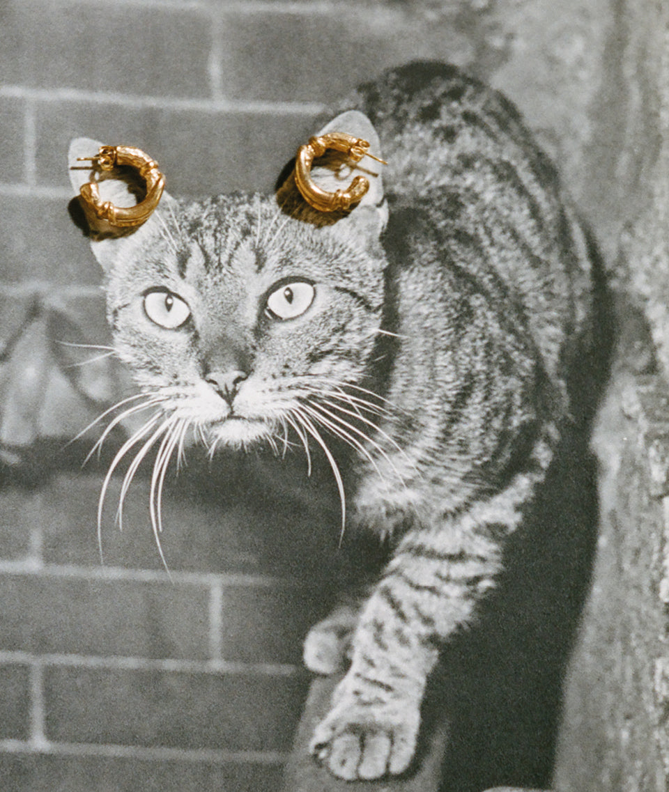 The Cat's Cradle Hoops
